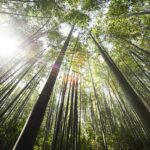 Příběh čínského bambusového stromu